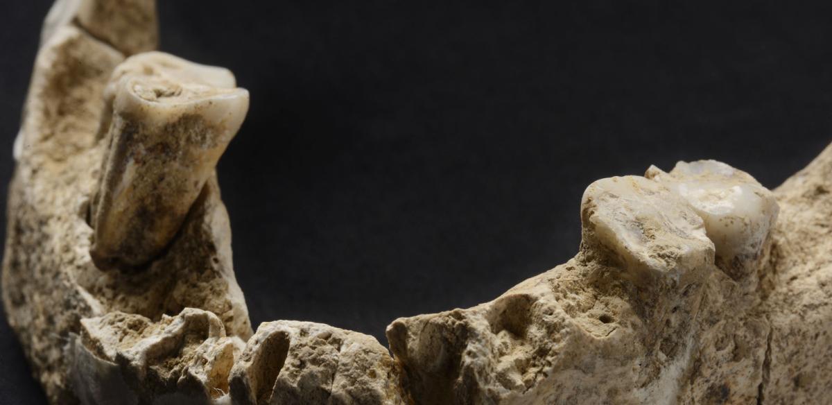 mandibule